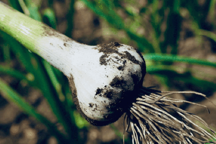 甘くてフルーティー！ホクっとまろやかな新食感！蜂蜜漬け黒にんにく【りせらや養蜂園】
